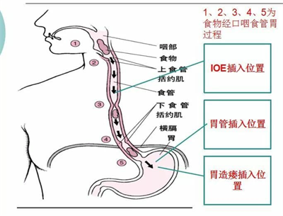 图片4食物经口咽-食管-胃过程.png